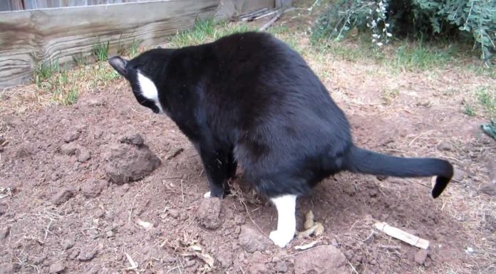 Ständig Nachbarskatzen im eigenen Garten? Mit diesem tierfreundlichen Trick belieben sie fern!