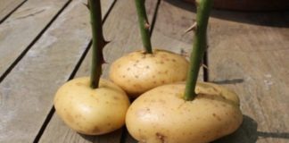 Steek een rozensteel in een aardappel en het resultaat doet je versteld staan