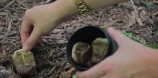 This is why you should bury used tea bags in your garden