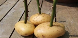 Ela colocou o caule de uma rosa em uma batata e olha o que aconteceu uma semana depois!