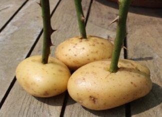 Ela colocou o caule de uma rosa em uma batata e olha o que aconteceu uma semana depois!