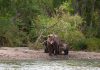 Fishermen saved her cubs, then the mama bear surprises everyone by doing this!