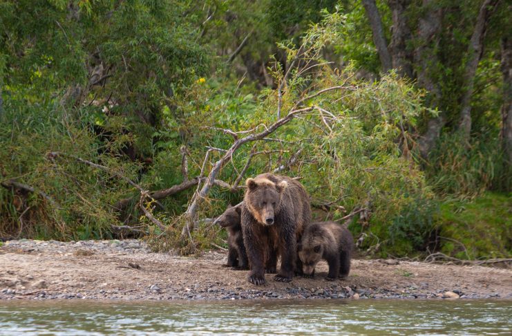Fishermen saved her cubs, then the mama bear surprises everyone by doing this!